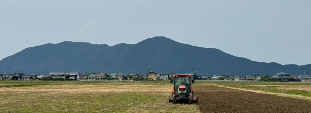 大豆