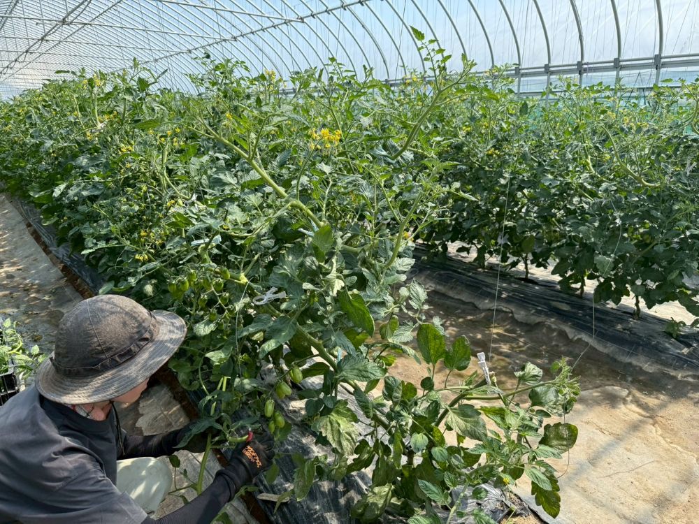 新潟トマト栽培