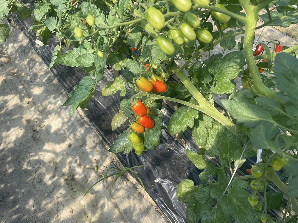 新潟トマトが育ちました