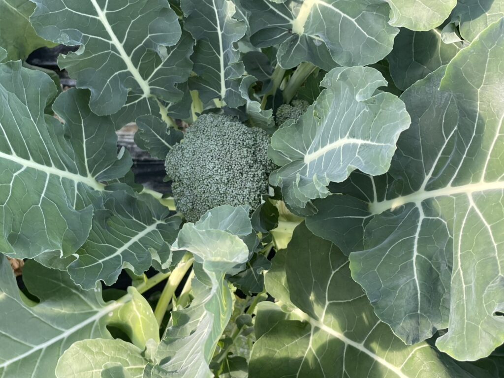 ハウスではブロッコリー