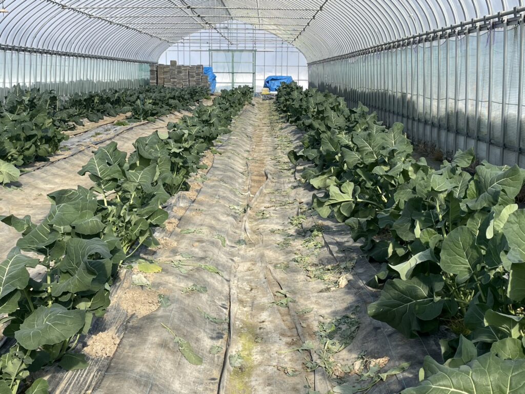 スティックセニョール